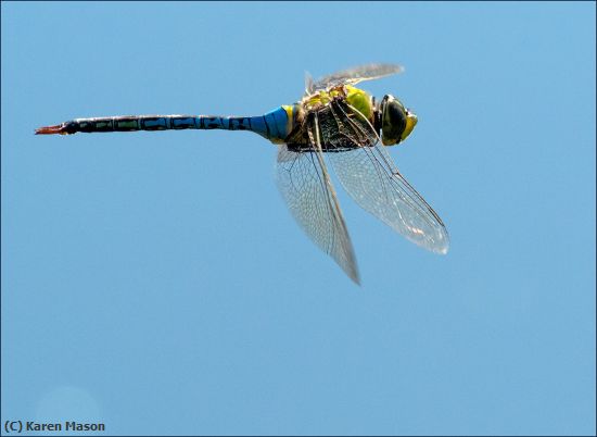 Missing Image: i_0008.jpg - dragonfly