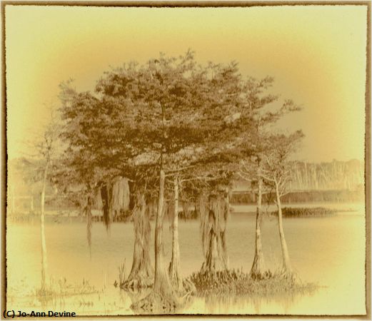 Missing Image: i_0015.jpg - Warm Cypress Island