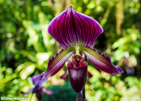 Missing Image: i_0019.jpg - TheOrchid