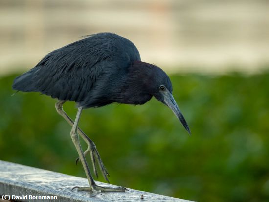 Missing Image: i_0021.jpg - Little Blue Heron