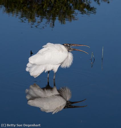 Missing Image: i_0031.jpg - Reflecting Wood Stork