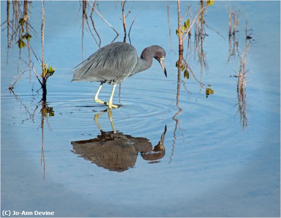 Missing Image: i_0033.jpg - Blue Reflection