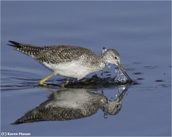 Missing Image: i_0040.jpg - Lesser-Yellowlegs