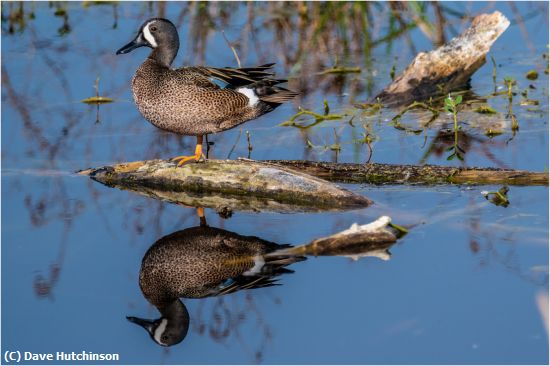 Missing Image: i_0041.jpg - Blue Winged Teal