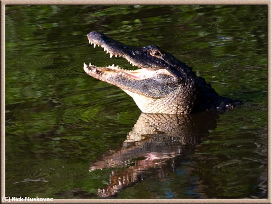 Missing Image: i_0048.jpg - Gator