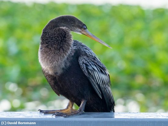 Missing Image: i_0001.jpg - Anhinga