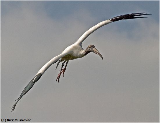 Missing Image: i_0006.jpg - woodstork in air