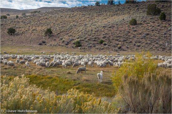 Missing Image: i_0018.jpg - Herding Sheep