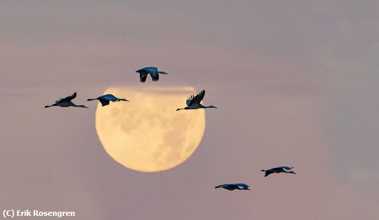 Missing Image: i_0037.jpg - Crossing-the-Moon-Sandhill-Cranes