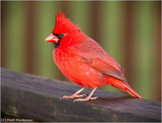 Missing Image: i_0049.jpg - Cardinal on Railing