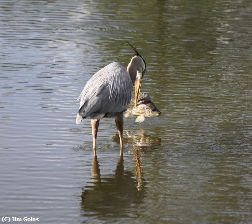 Missing Image: i_0051.jpg - Heron with Fish