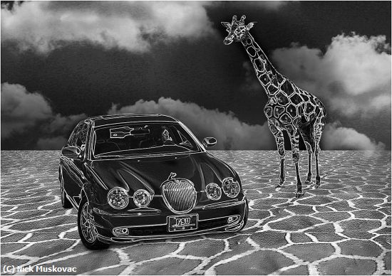 Missing Image: i_0059.jpg - GIRAFFE MEETS JAGUAR