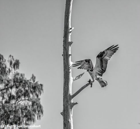 Missing Image: i_0067.jpg - My-Favorite-Breakfast-Branch