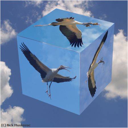 Missing Image: i_0012.jpg - Woodstork-Cubed