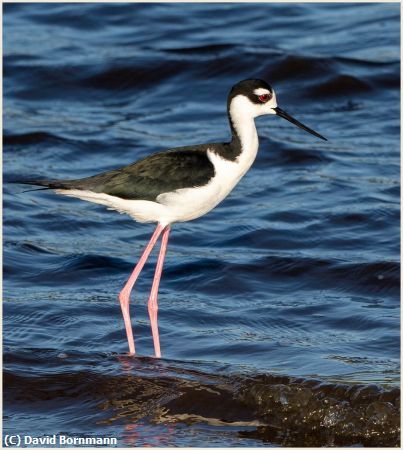 Missing Image: i_0028.jpg - Stilt