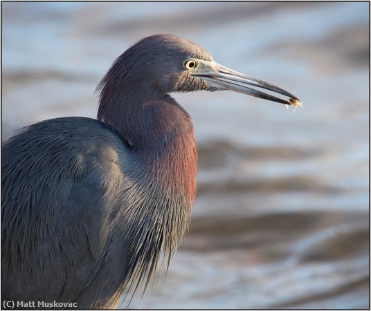 Missing Image: i_0030.jpg - Little Blue Heron with Crab (1)