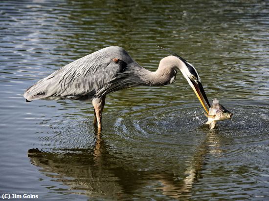 Missing Image: i_0031.jpg - Grey Heron with fish