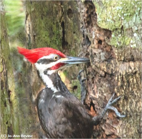 Missing Image: i_0034.jpg - Woodpecker03