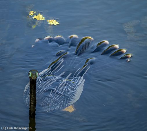 Missing Image: i_0035.jpg - Nice-to-meet-you-Anhinga