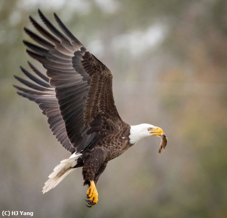 Missing Image: i_0037.jpg - Eagle Fishing