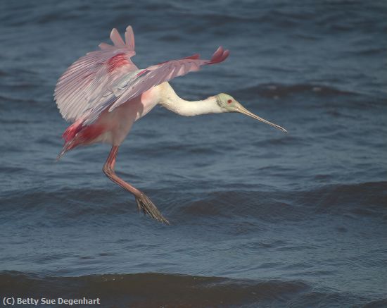 Missing Image: i_0038.jpg - A Beauty-Roseate Spoodbill