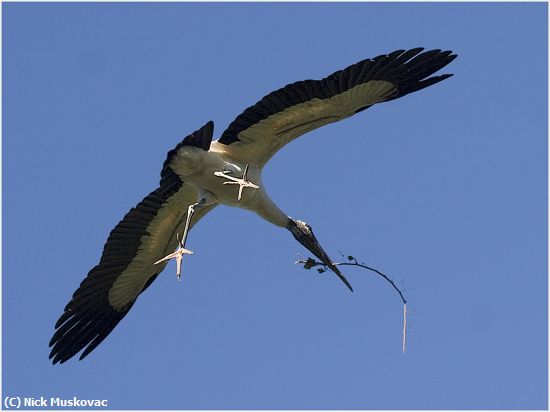 Missing Image: i_0040.jpg - Woodstork-carries-nest-material