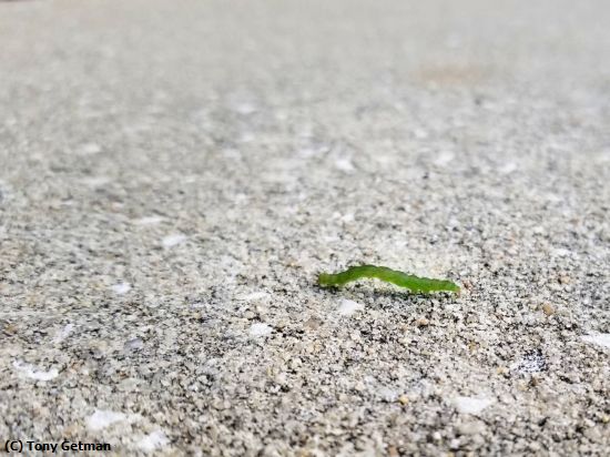 Missing Image: i_0043.jpg - Inchworm on the run