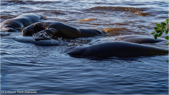 Missing Image: i_0044.jpg - ManateeMating