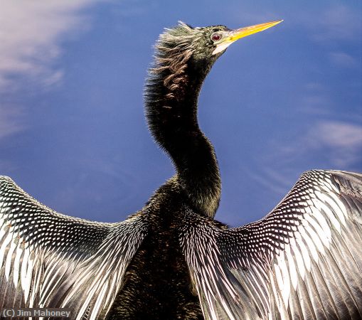 Missing Image: i_0045.jpg - Anhinga at Circle B Bar