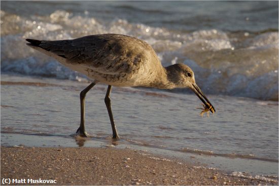 Missing Image: i_0051.jpg - Sandpiper with Crab (1)