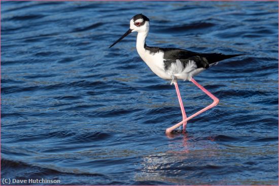 Missing Image: i_0054.jpg - Black-necked Stilt