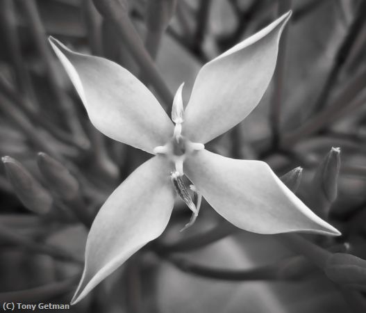 Missing Image: i_0063.jpg - Flower in BW