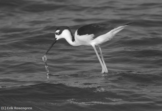 Missing Image: i_0064.jpg - Snail-snack-Black-necked-Stilt