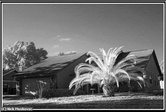 Missing Image: i_0071.jpg - Pineapple Palm in Infrared