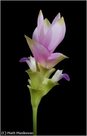 Missing Image: i_0002.jpg - Curcuma