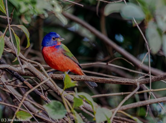Missing Image: i_0009.jpg - The Painted Bunting