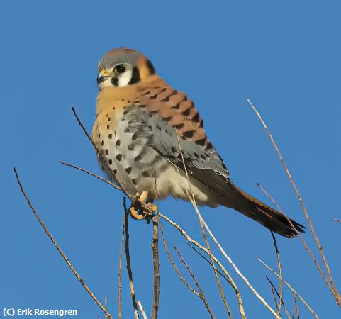 Missing Image: i_0012.jpg - American-Kestrel