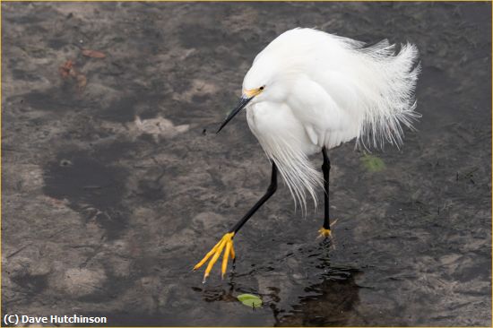 Missing Image: i_0014.jpg - Snowy Egret in Breeding Plumange