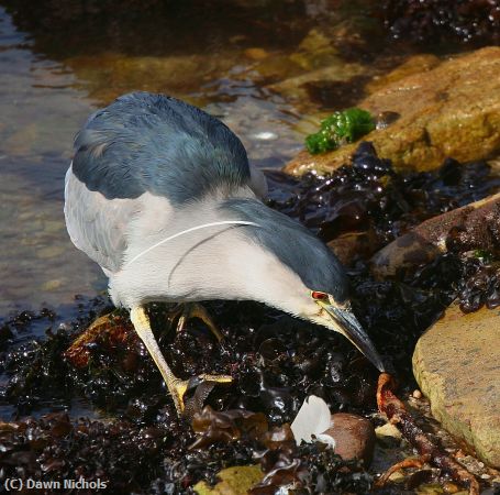 Missing Image: i_0015.jpg - Black-Crowned  Night Heron