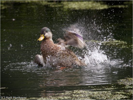 Missing Image: i_0020.jpg - Splashing Duck