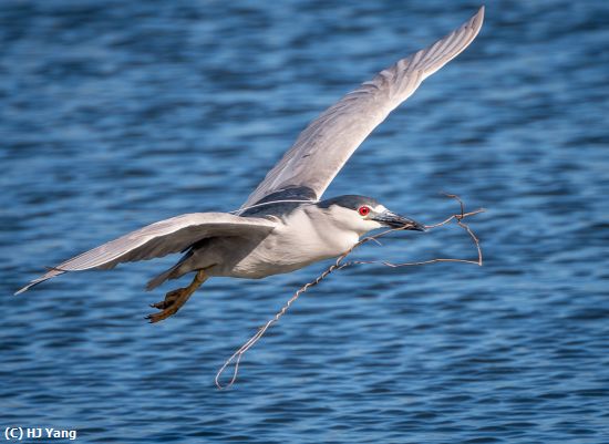 Missing Image: i_0021.jpg - Night Heron