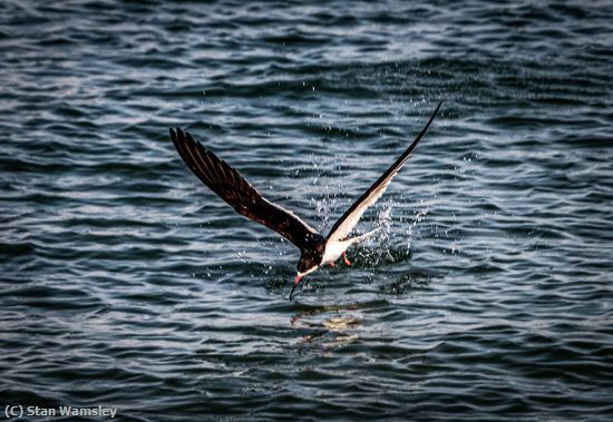 Missing Image: i_0026.jpg - Fishing Skimmer