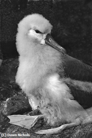Missing Image: i_0053.jpg - Fledgling  Albatross On Nest