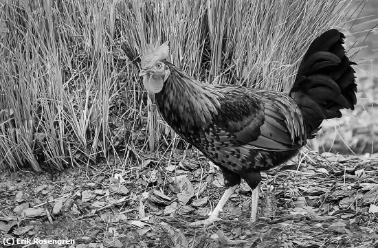 Missing Image: i_0059.jpg - Ebor-City-Rooster