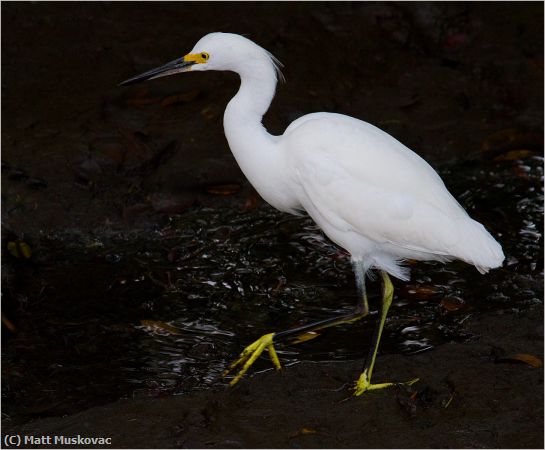 Missing Image: i_0014.jpg - Snowy Egret Dark Stream