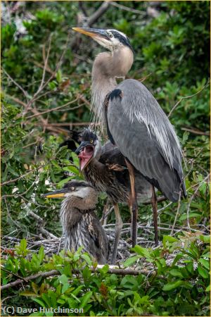 Missing Image: i_0018.jpg - New Egret Family