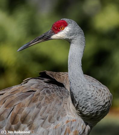 Missing Image: i_0023.jpg - The Sandhill Crane