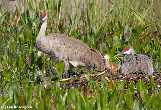 Missing Image: i_0024.jpg - New-parents-Sandhill-Cranes