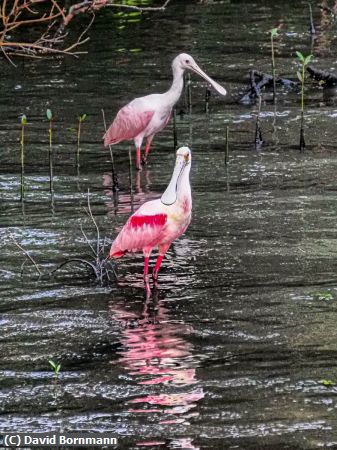 Missing Image: i_0026.jpg - Spoonbills