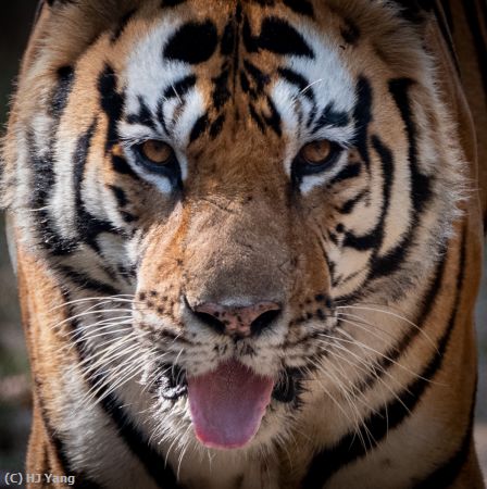 Missing Image: i_0035.jpg - T50 of Kanha